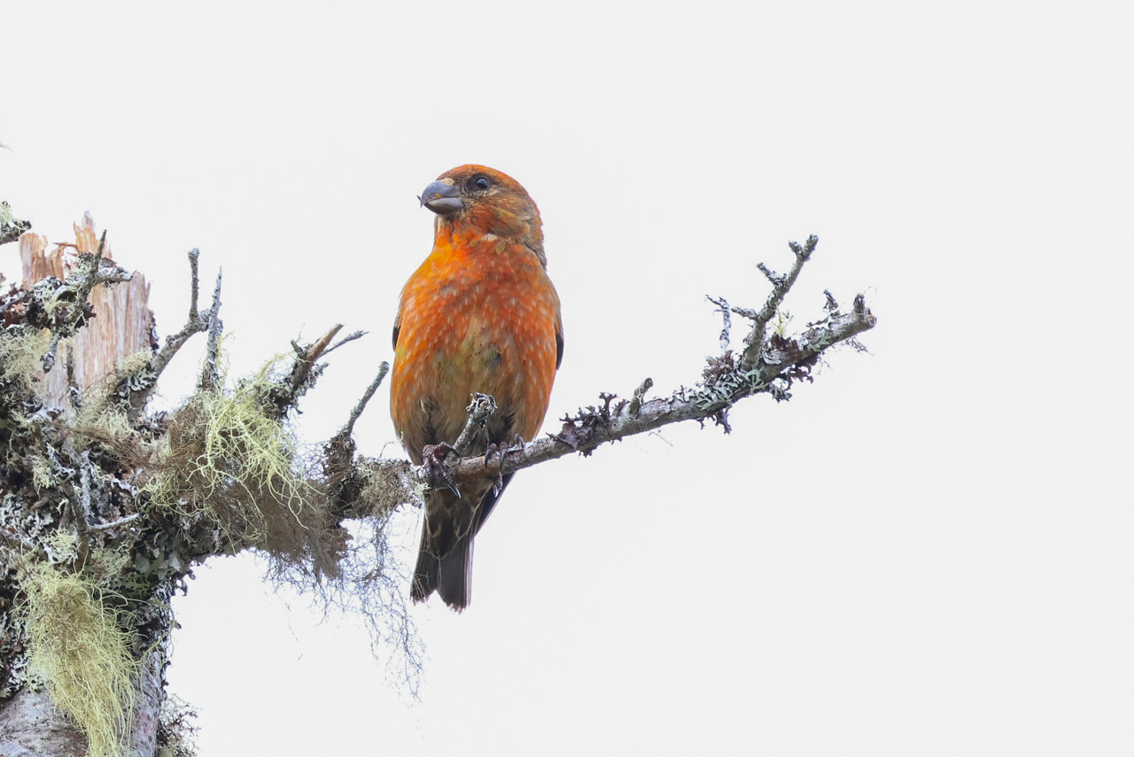 Red Crossbill