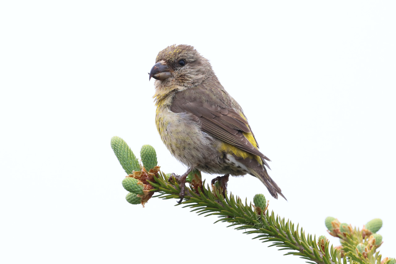 Red Crossbill
