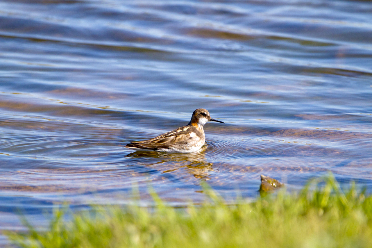 Red-Necked Phalarope 