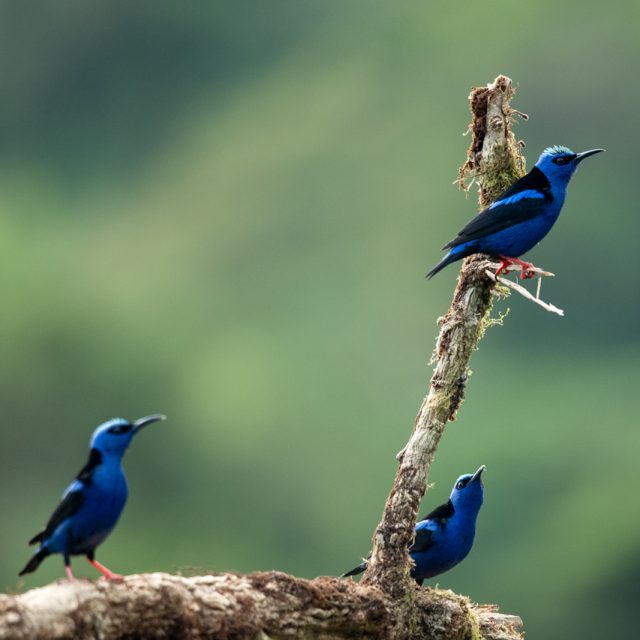 Red-legged Honeycreeper