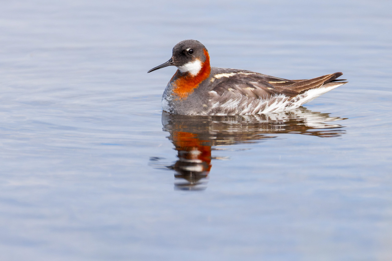 Red-necked Phalarope