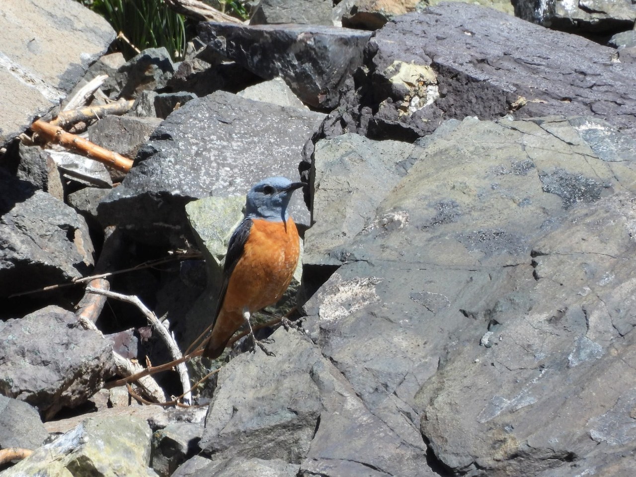 Rufous-tailed Rock Thrush