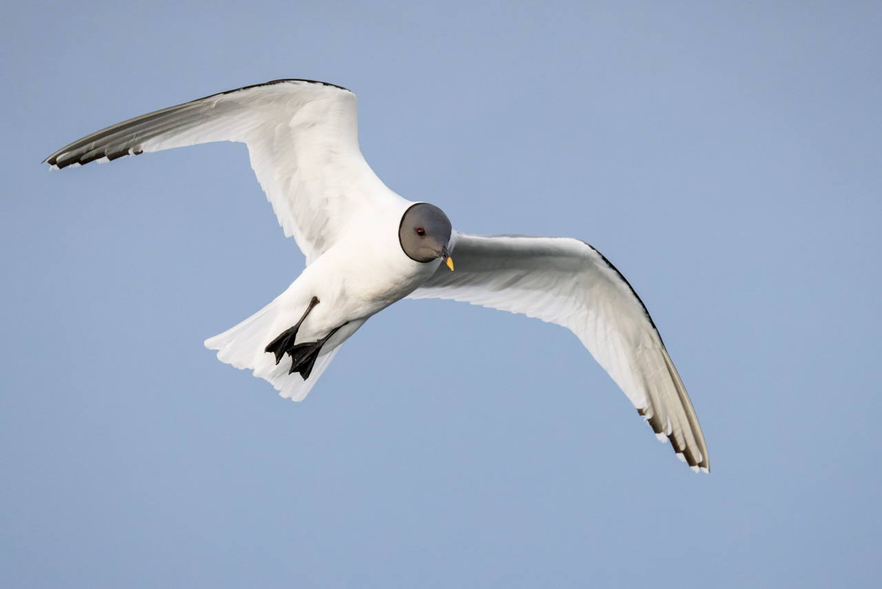 Sabine's Gull