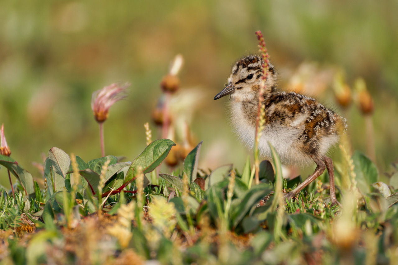 Semipalmated Sandpiper