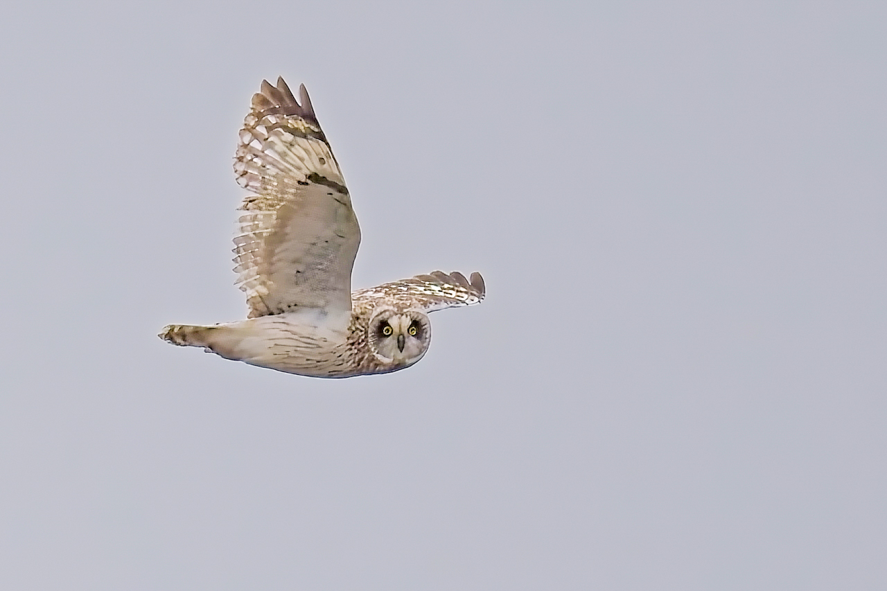 Short-eared Owl