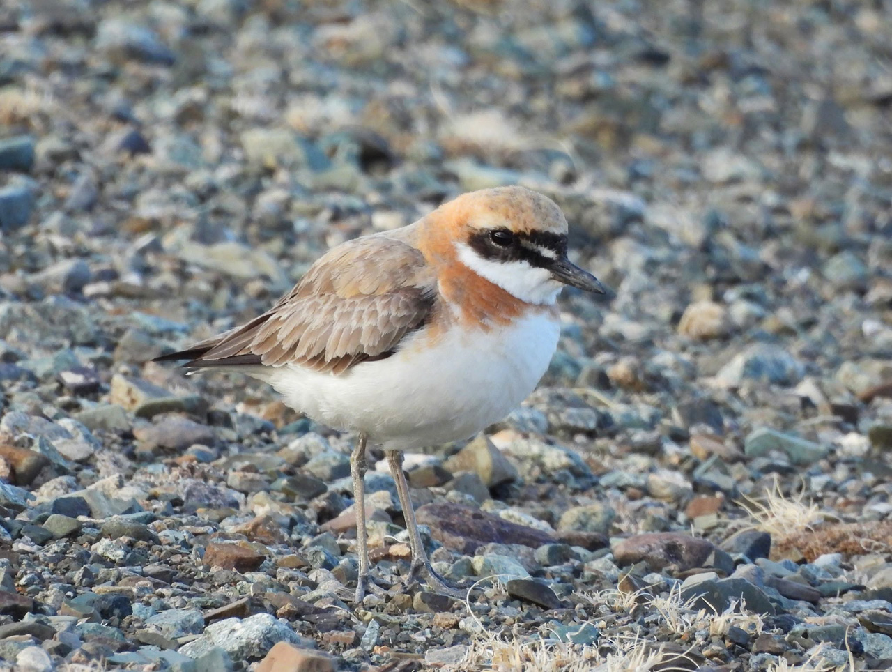 Siberian Sand Plover