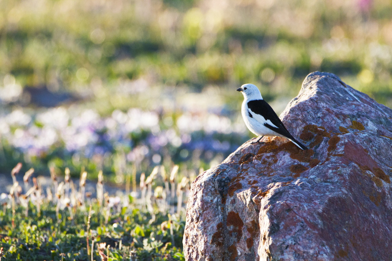 Snow Bunting