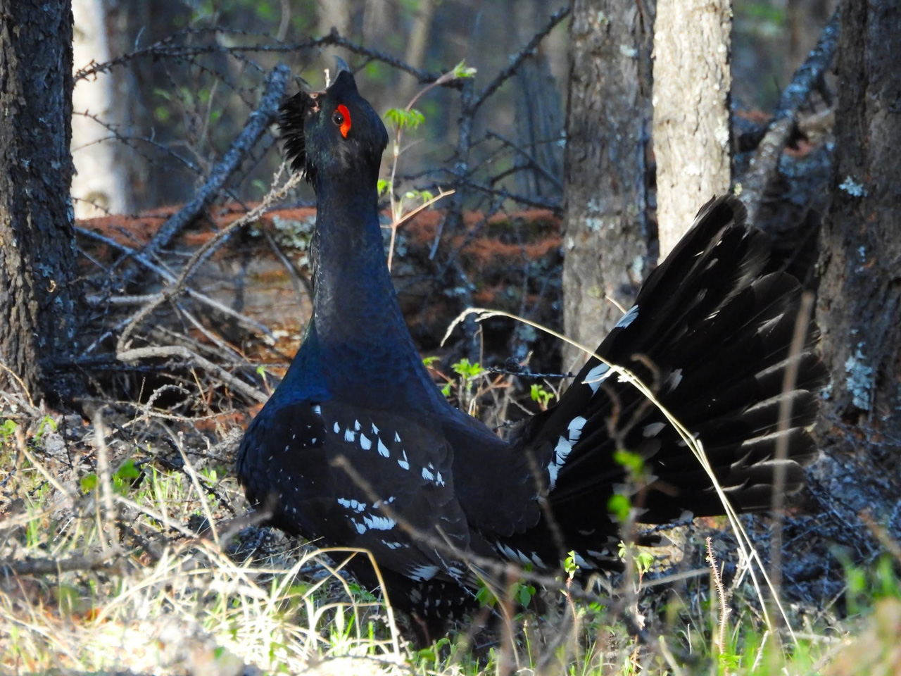 Black-billed Capercaillie 