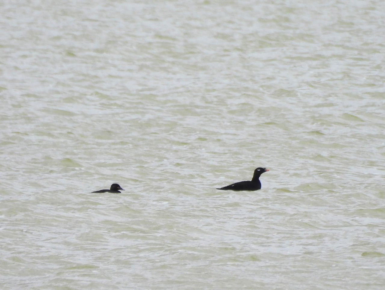 Stejneger’s Scoter