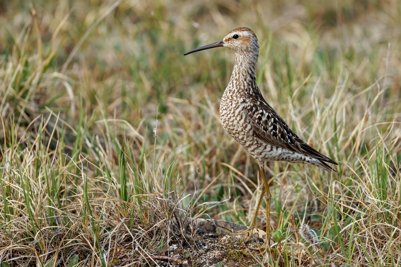 Stilt Sandpiper