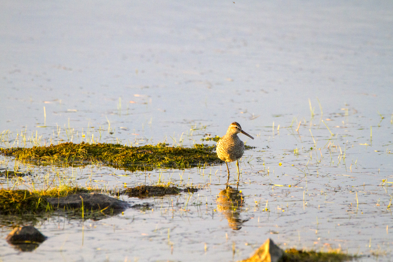 Stilt Sandpiper