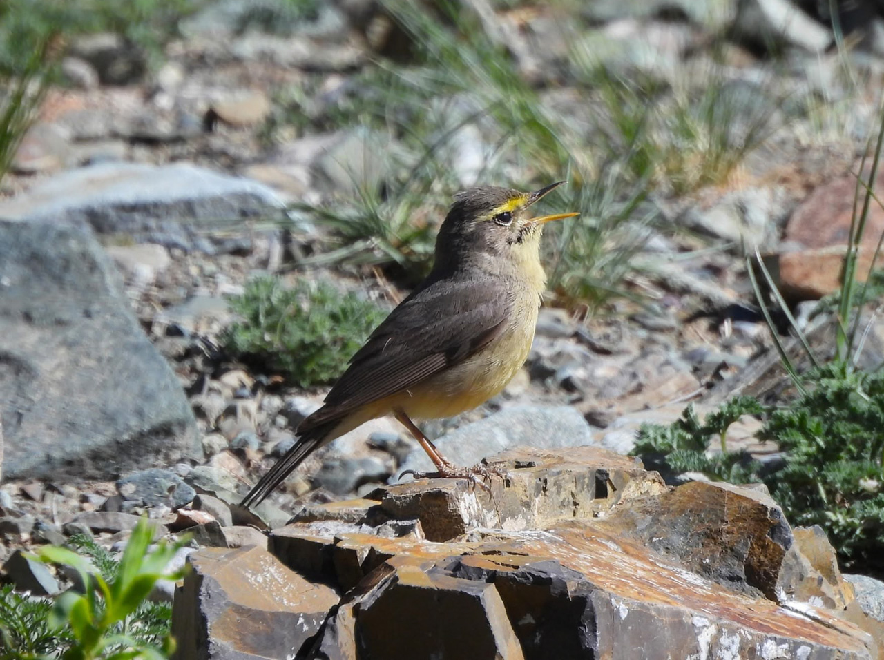 Sulphur-beilled Warbler