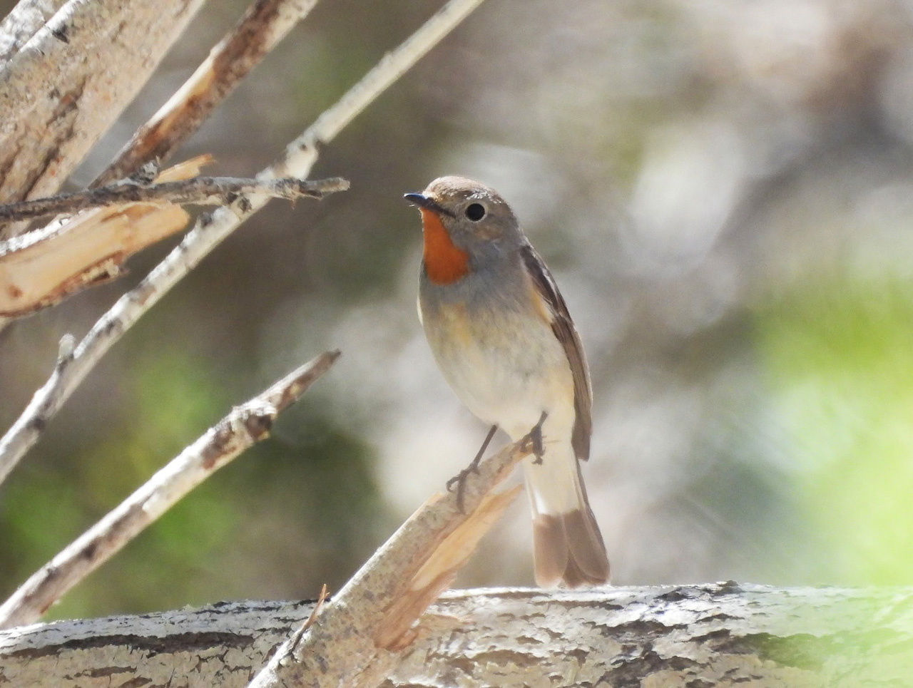 Taiga Flycatcher