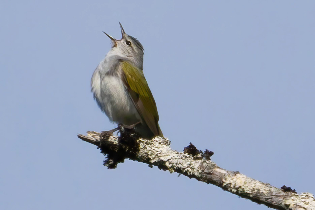 Tennessee Warbler