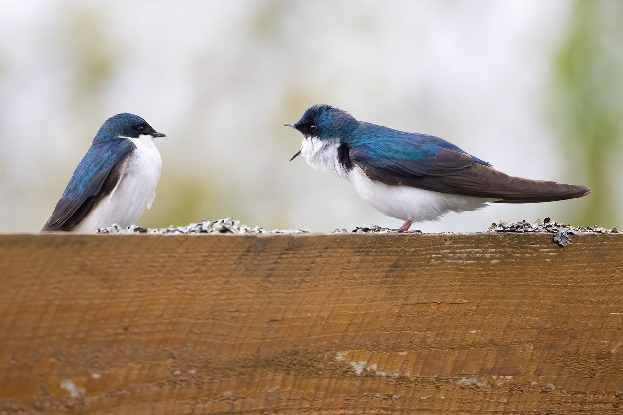 Tree Swallow