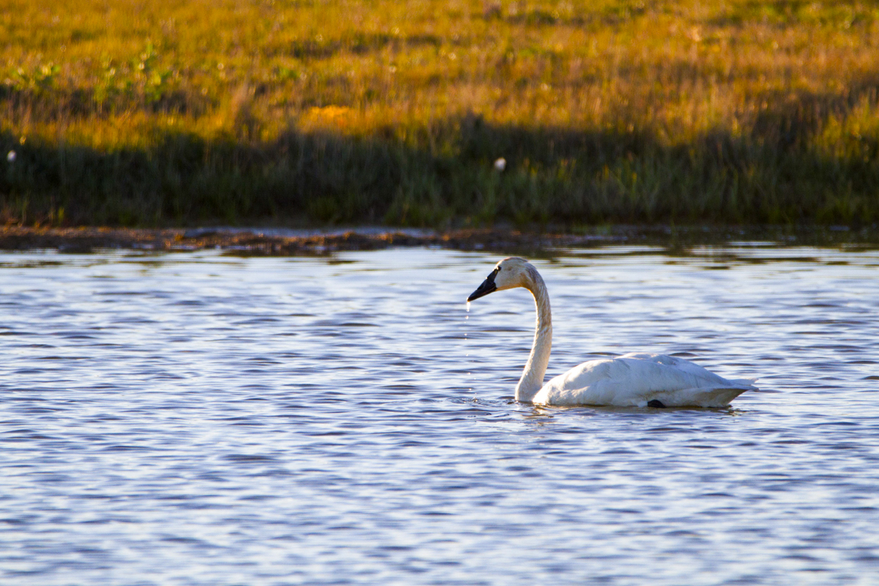 Tundra Swan 