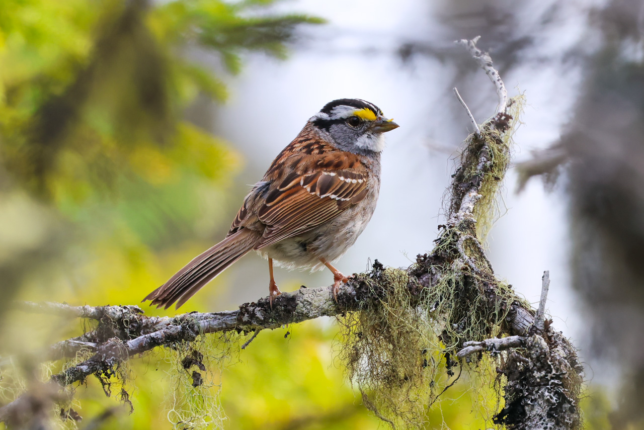 White-throated Sparrow