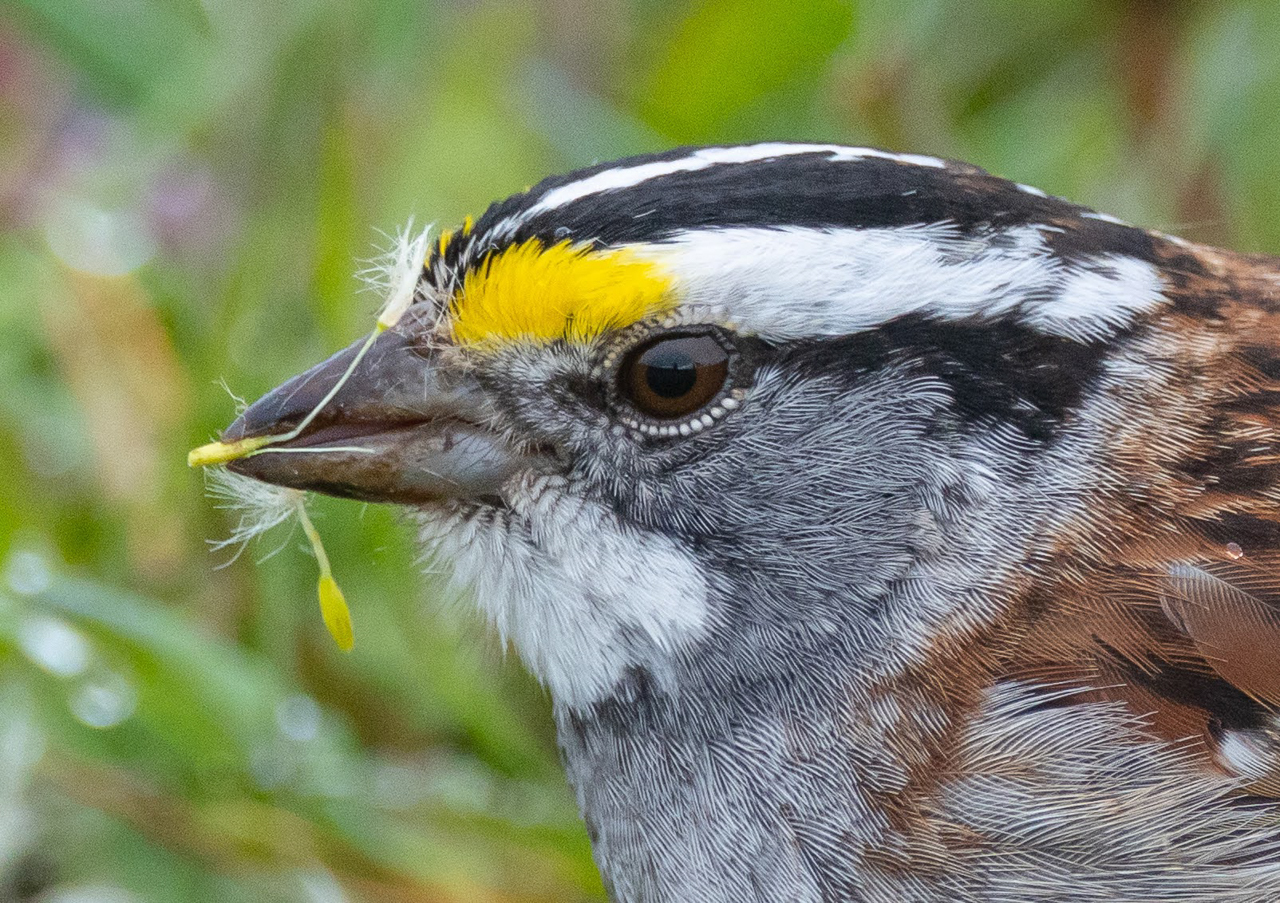 White-throated Sparrow