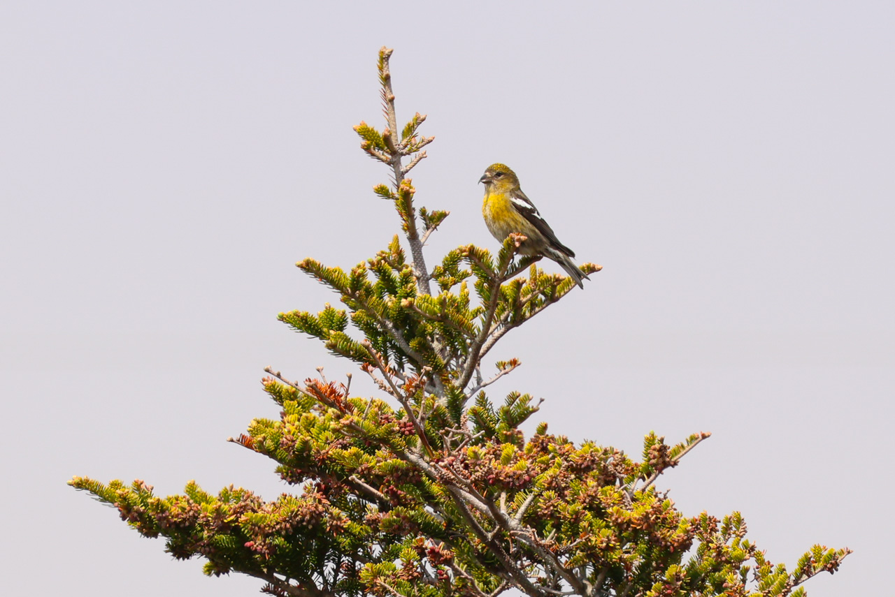 White-winged Crossbill