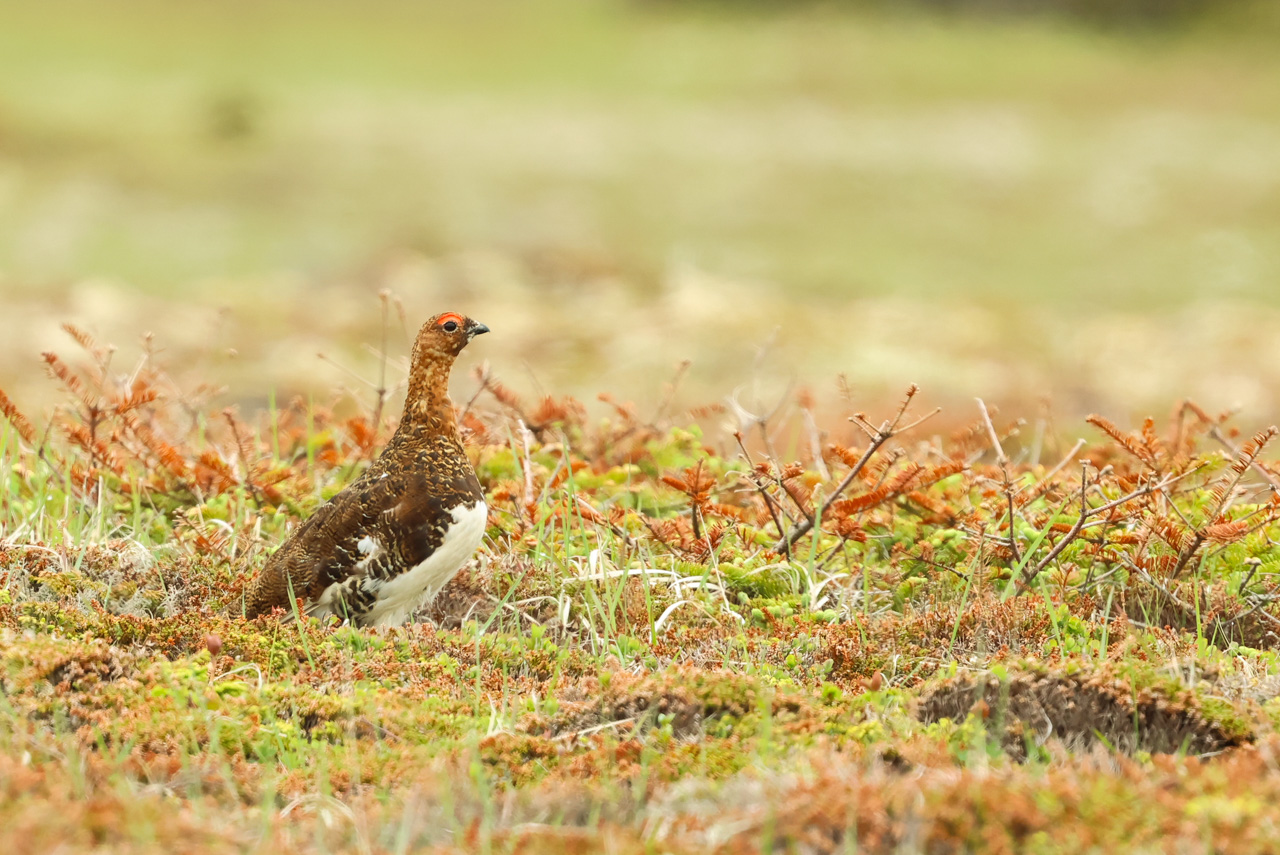 Willow Ptarmigan