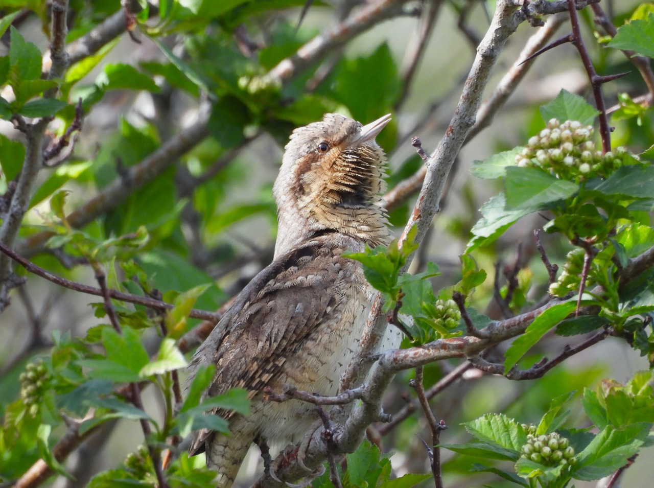 Wryneck