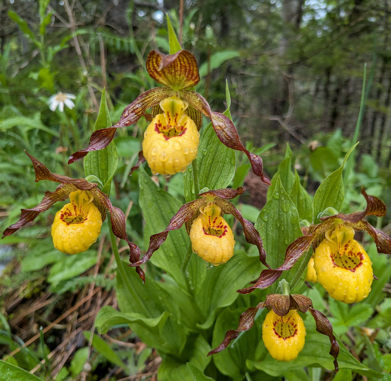 Yellow lady' slipper Orchid