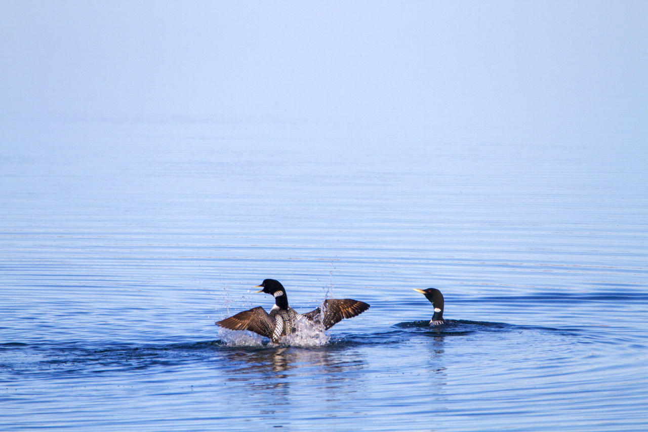 Yellow-billed Loons