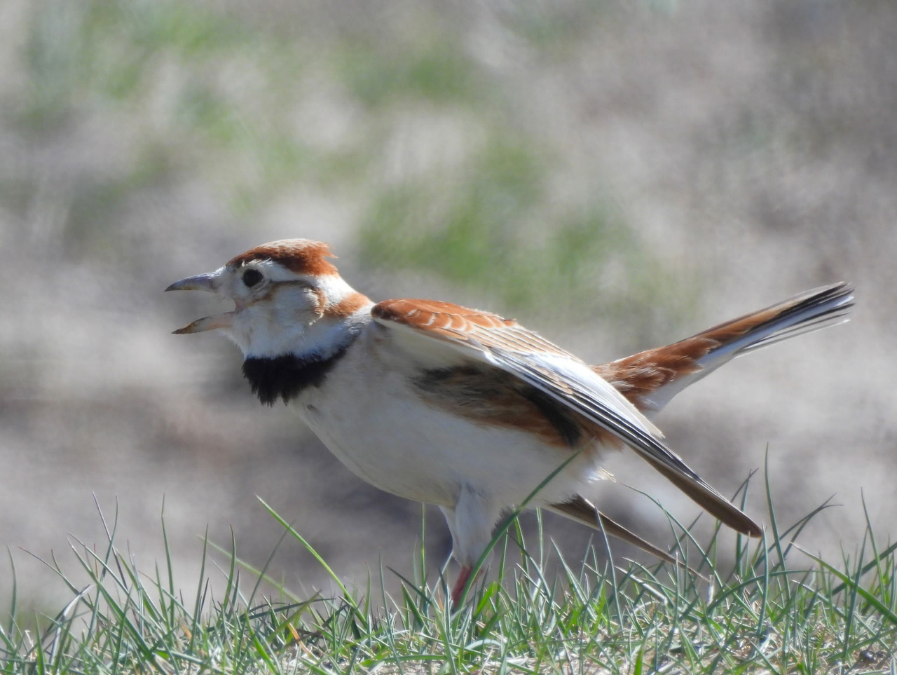 Mongolian Lark