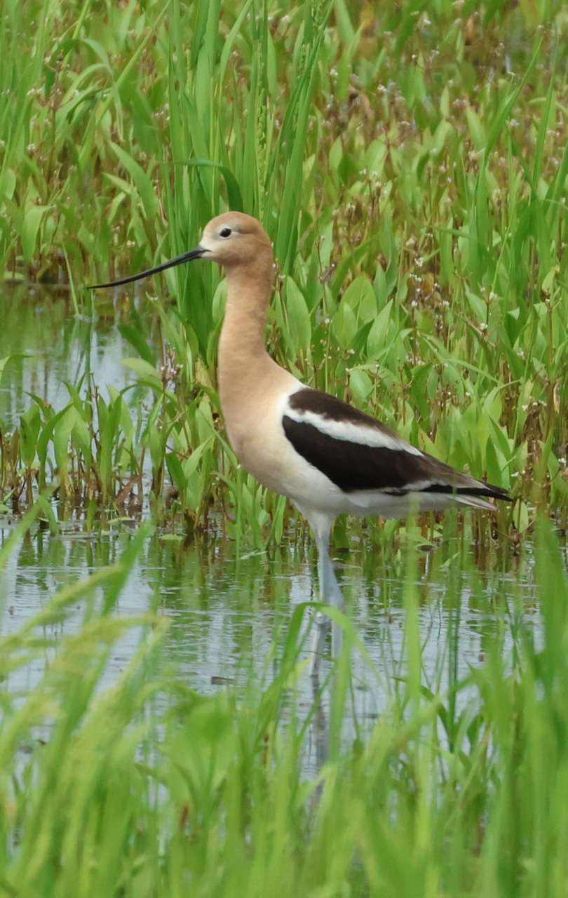 American Avocet