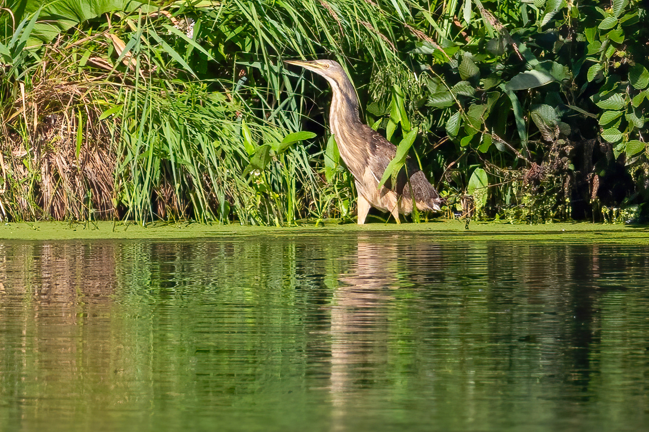 American Bittern