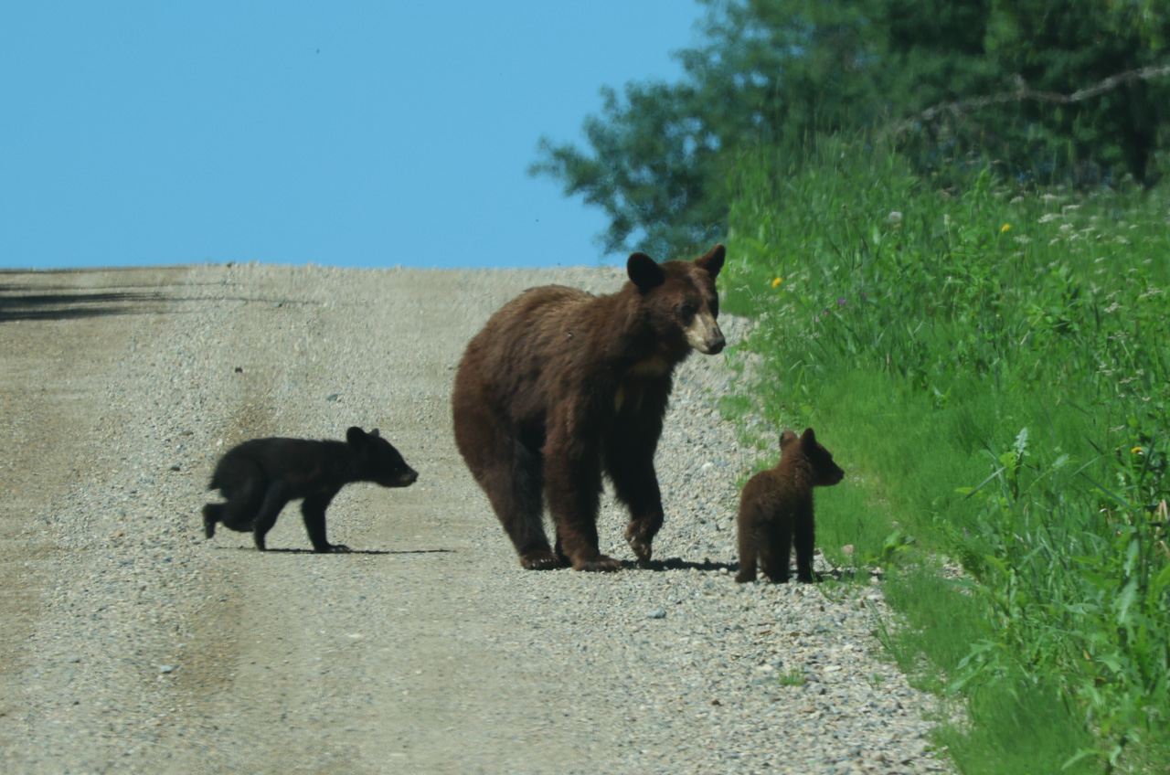 American Black Bears