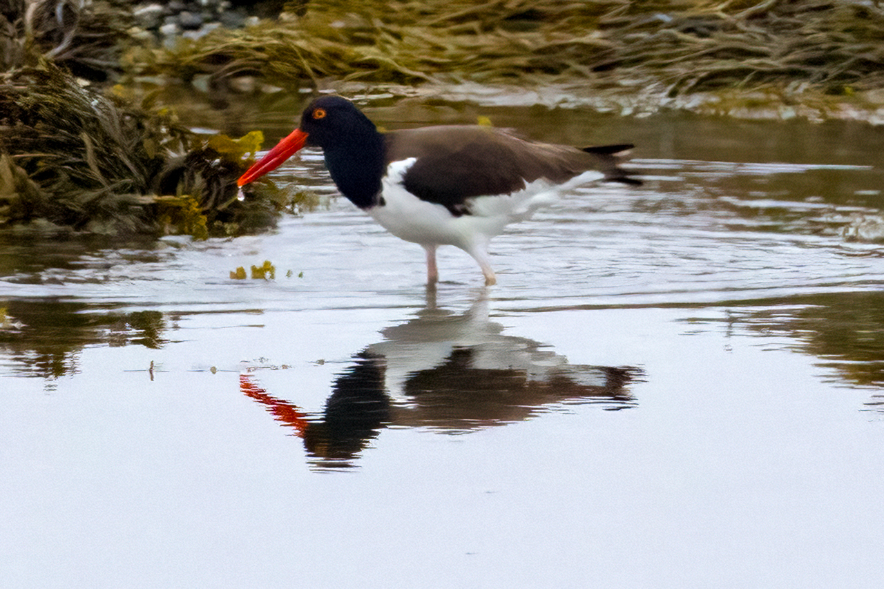 American Oystercatcher