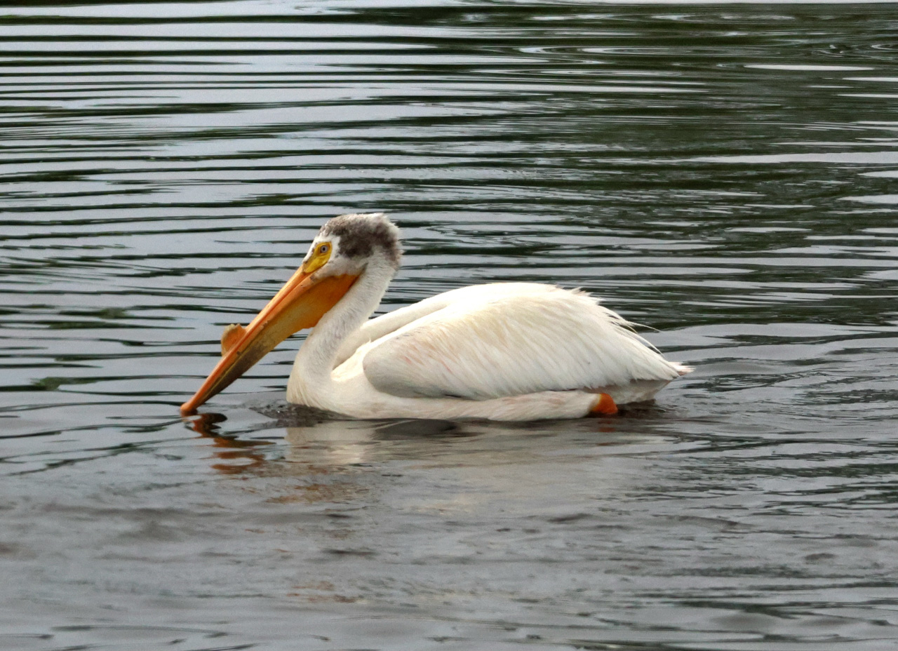 American White Pelican