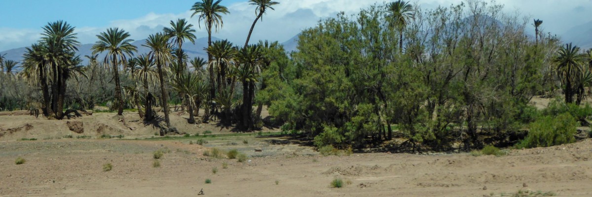 Morocco Trip Report ( April 8 - 20, 2026)