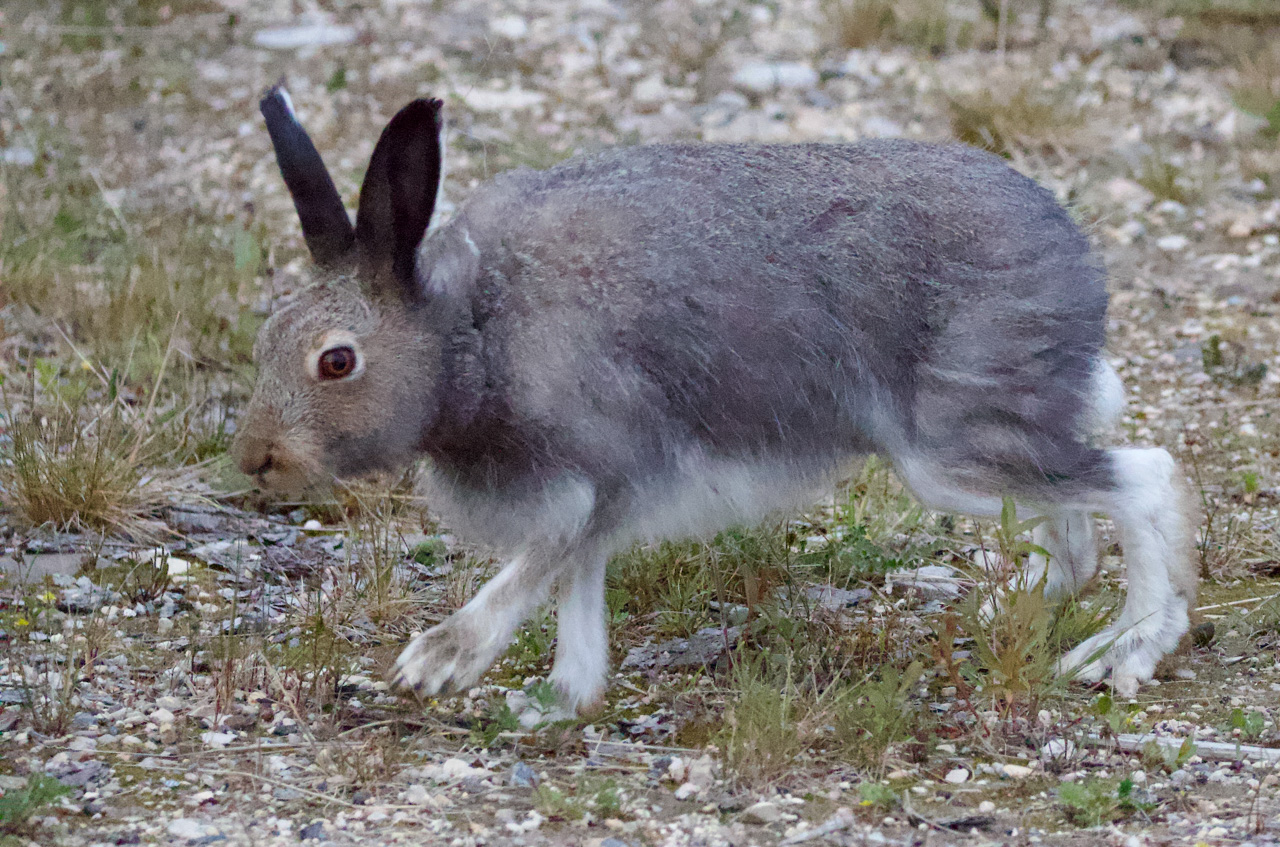 Arctic Hare