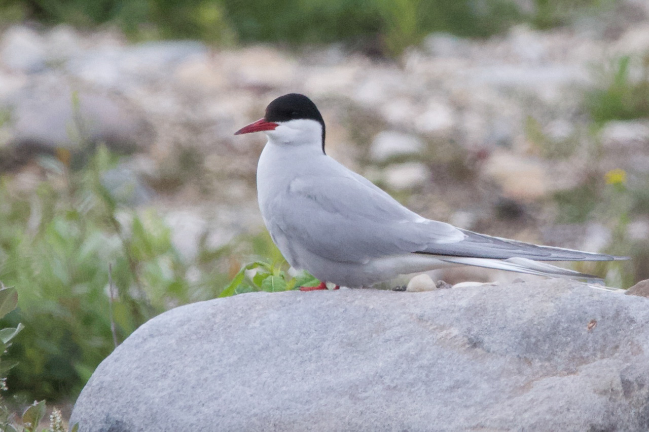 Arctic Tern
