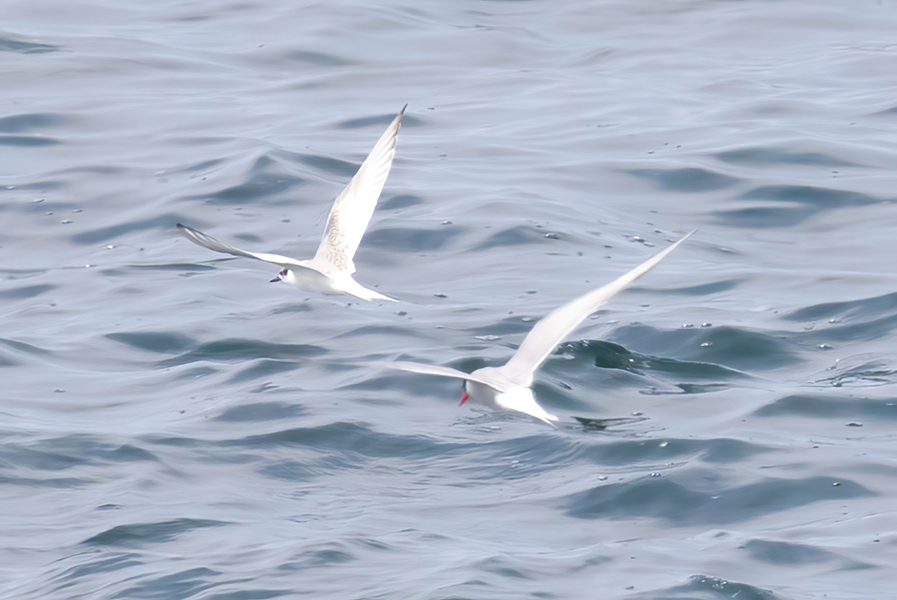 Arctic Terns