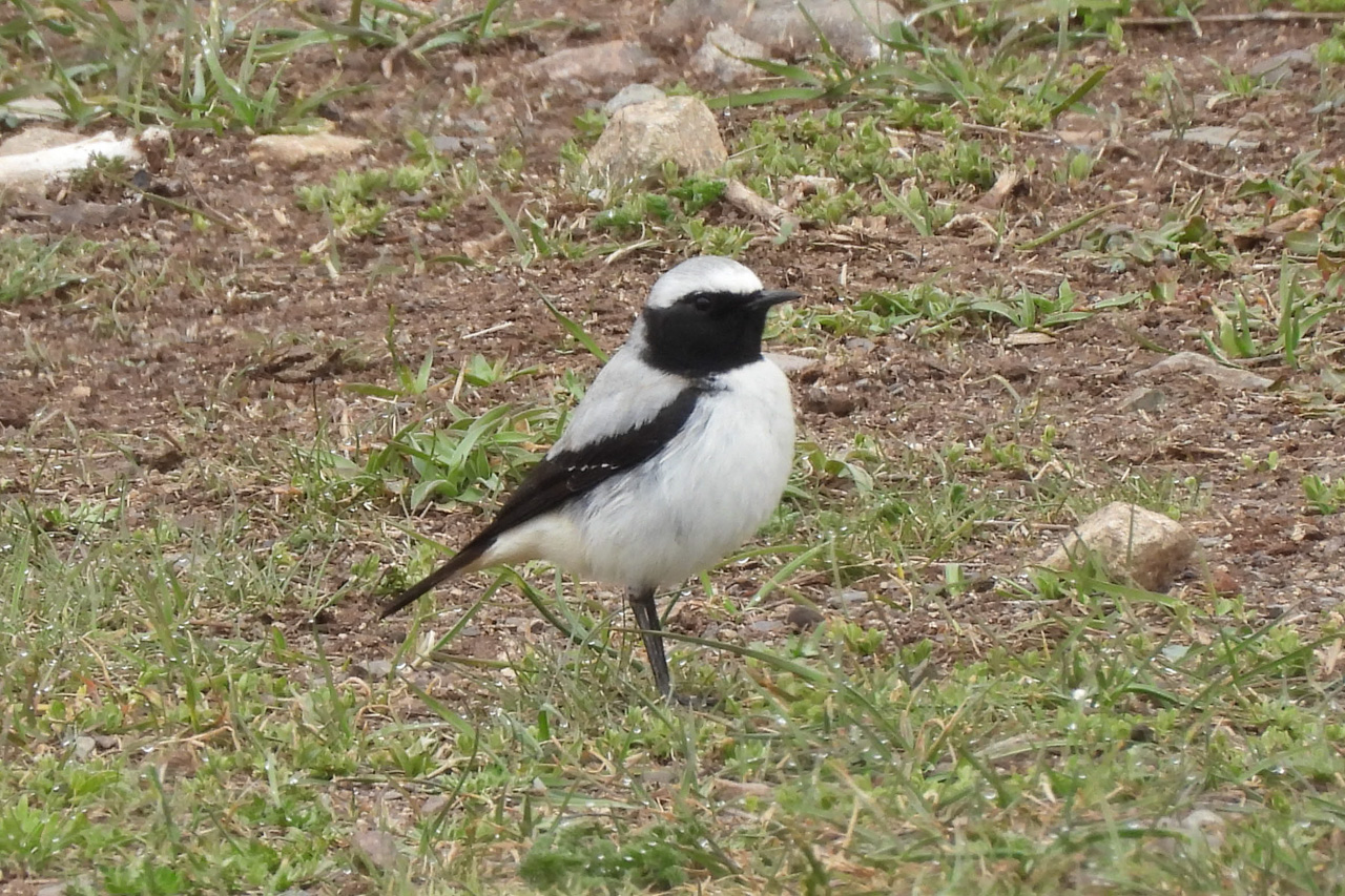 Atlas Wheatear