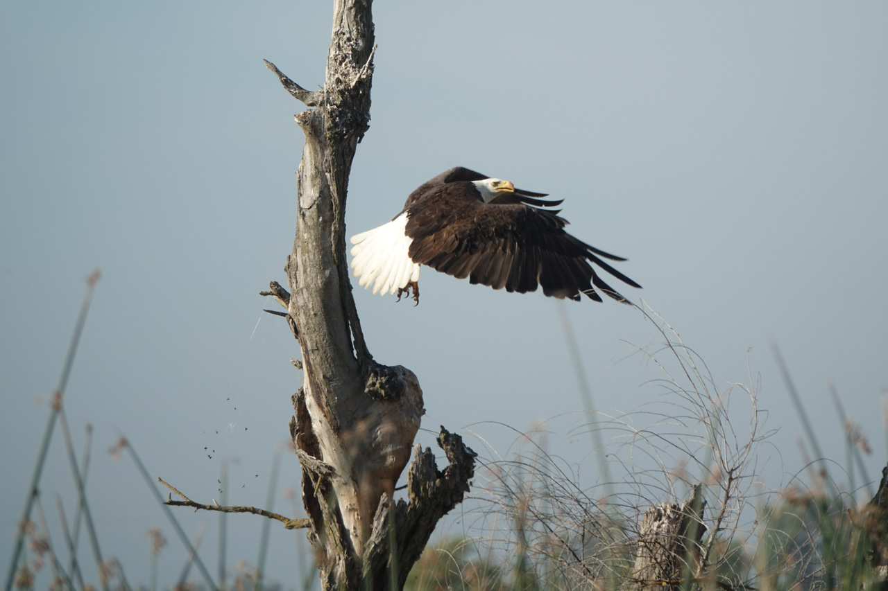 Bald Eagle