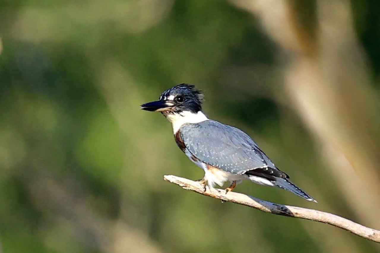 Belted Kingfisher
