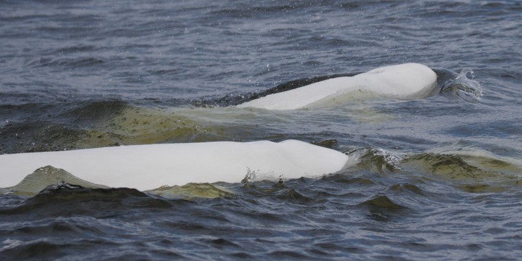 Belugas, Bears & Birds Trip Report (July 3 – 14, 2026)