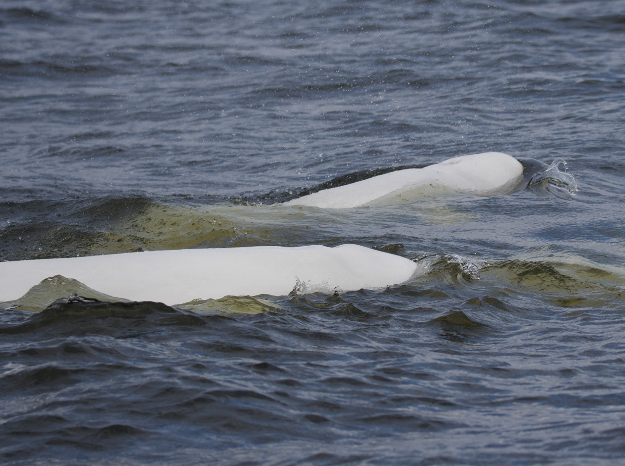 Belugas