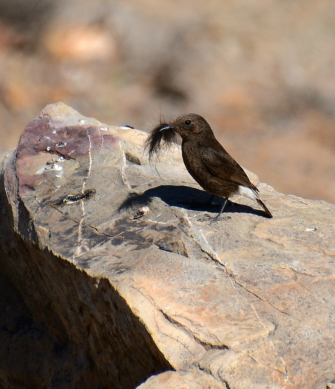 Black Wheatear 