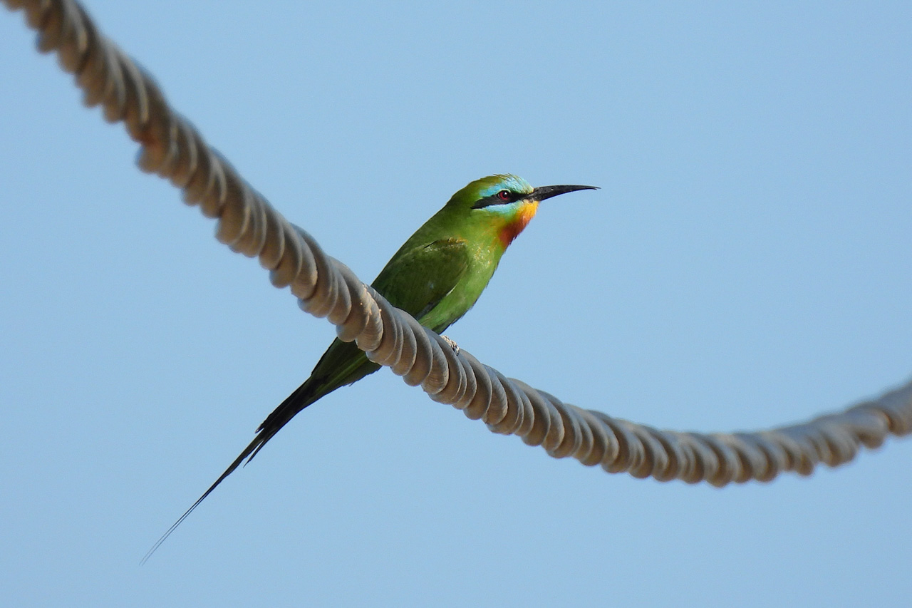 Blue-cheeked Bee-Eater