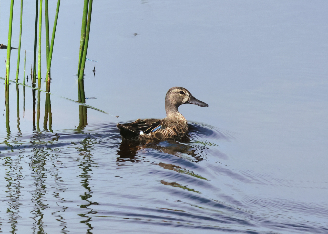 Blue-winged Teal