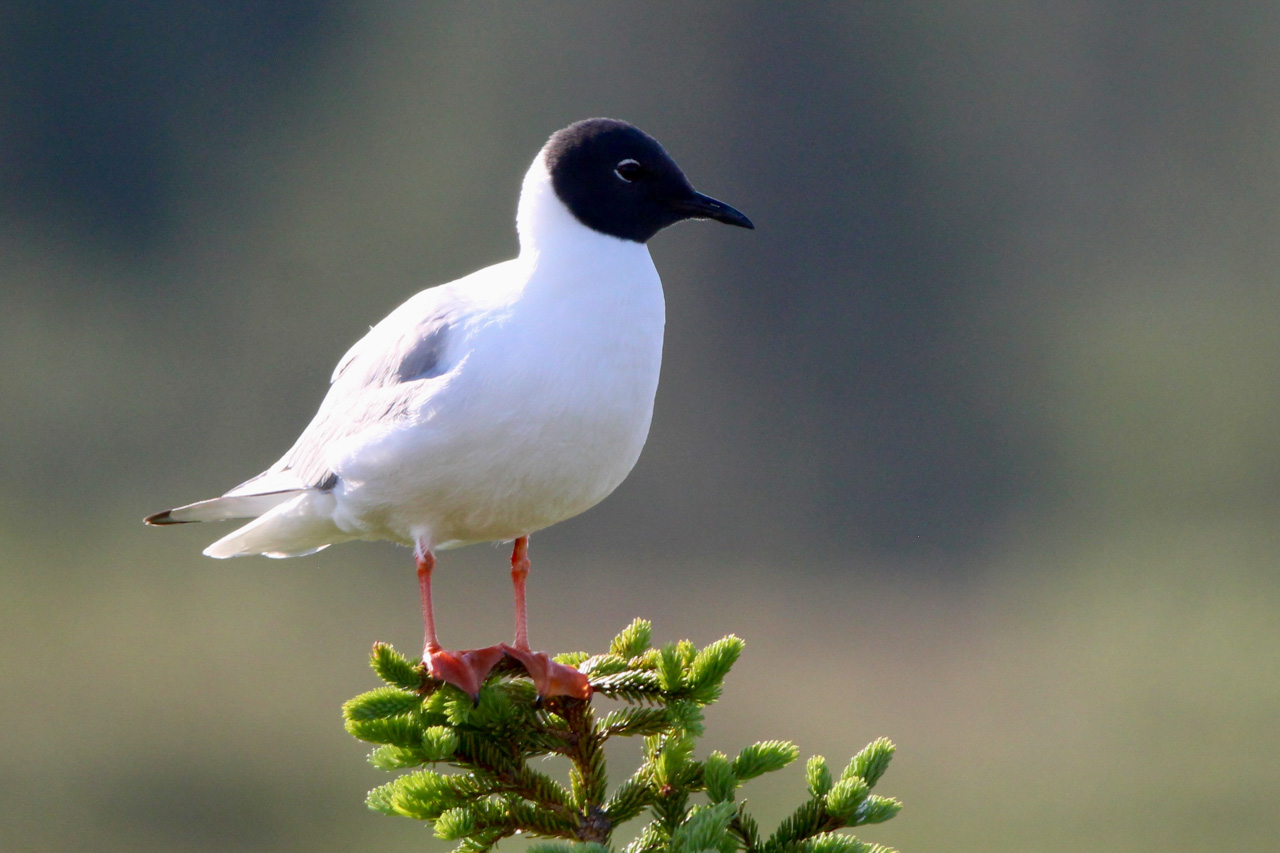 Bonaparte's Gull