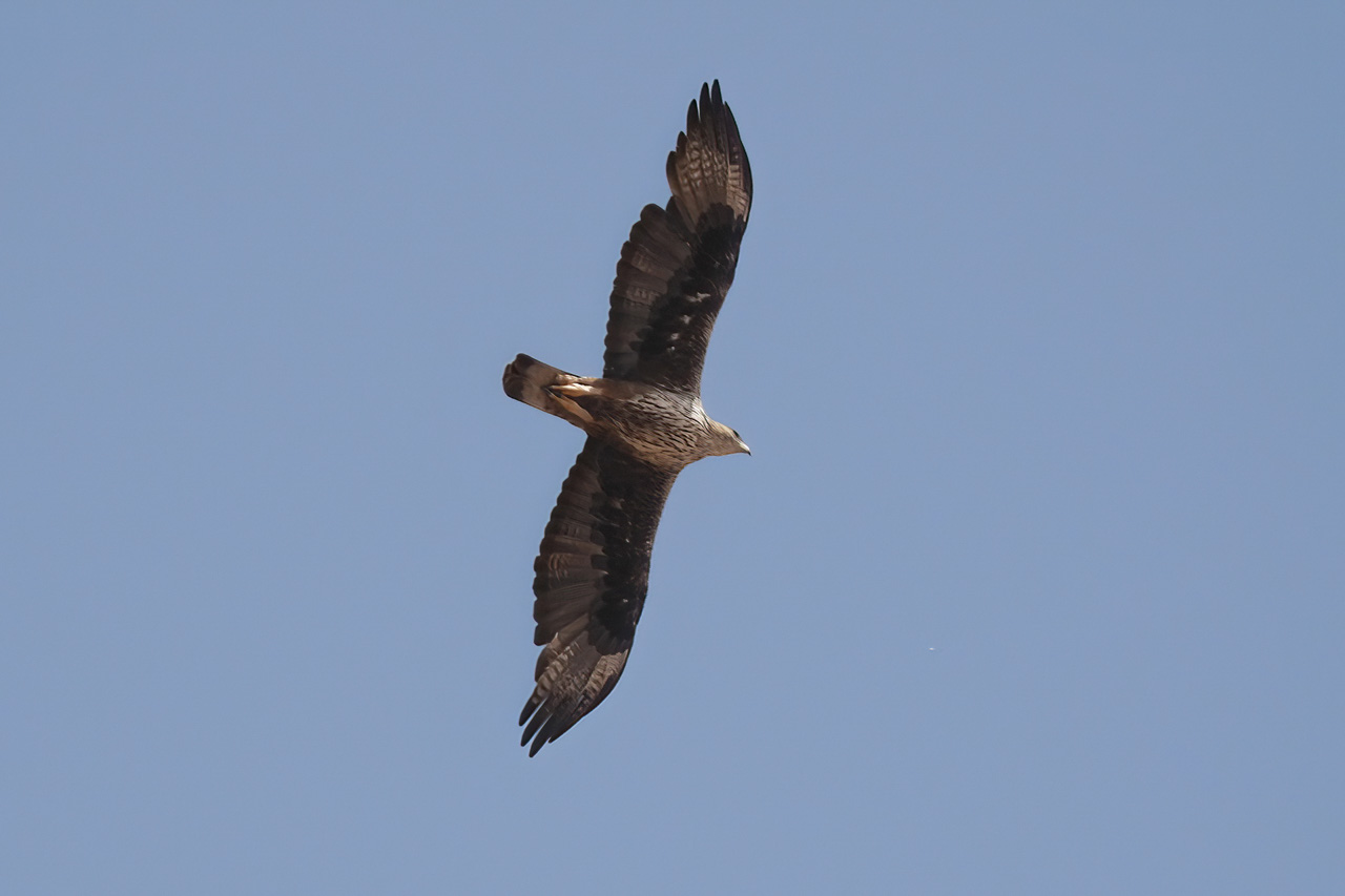 Bonelli's Eagle