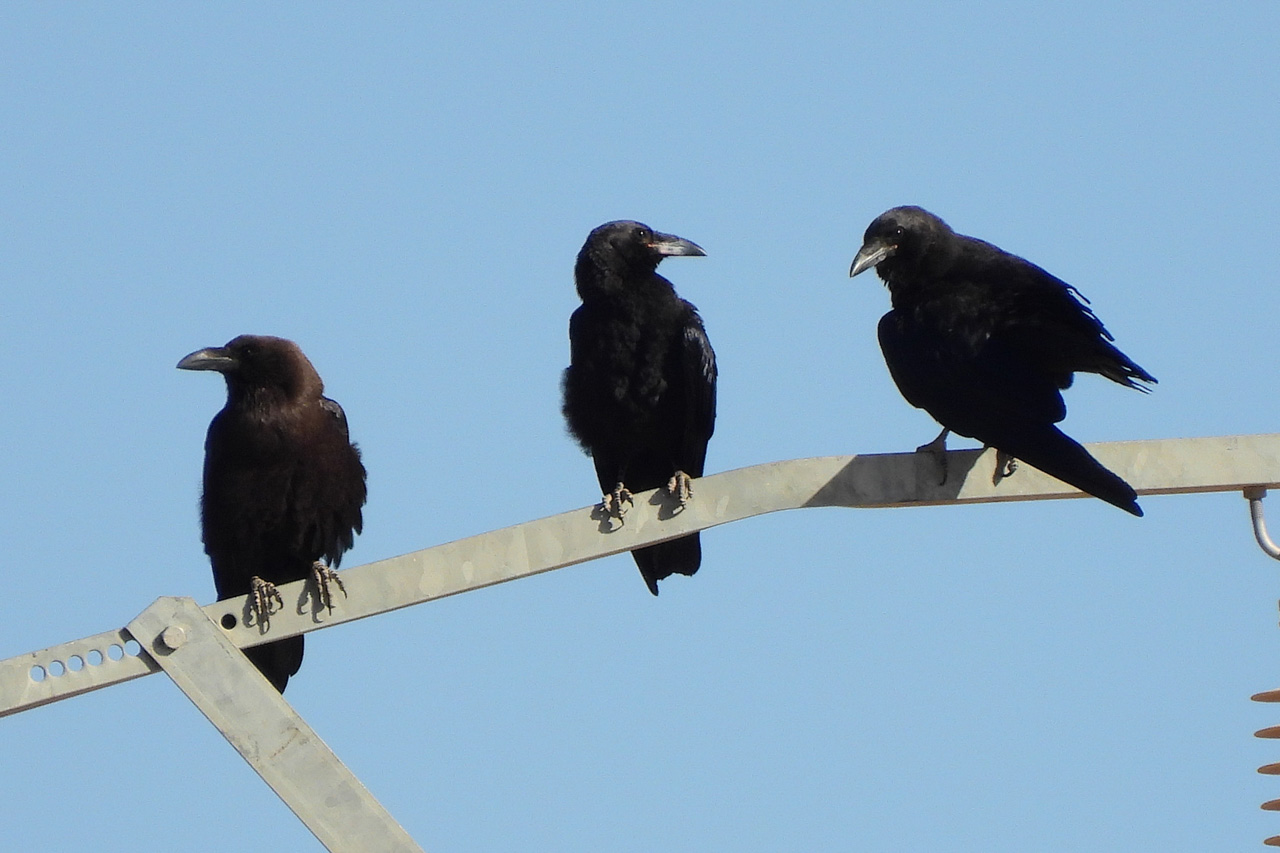 Brown-necked Raven