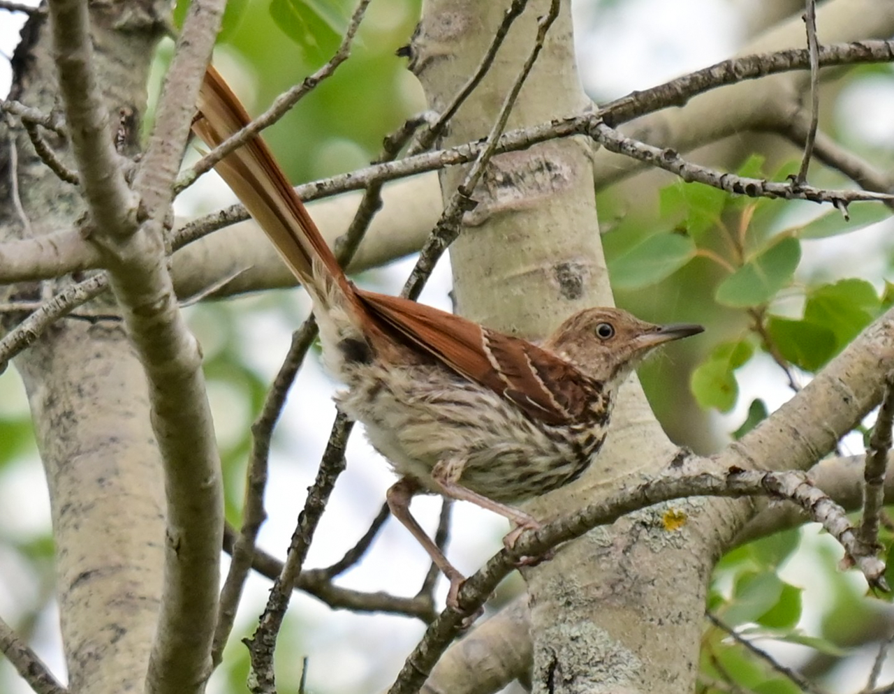 Brown Thrasher