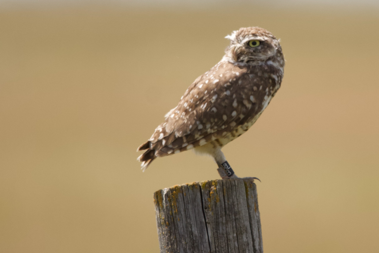 Burrowing Owl